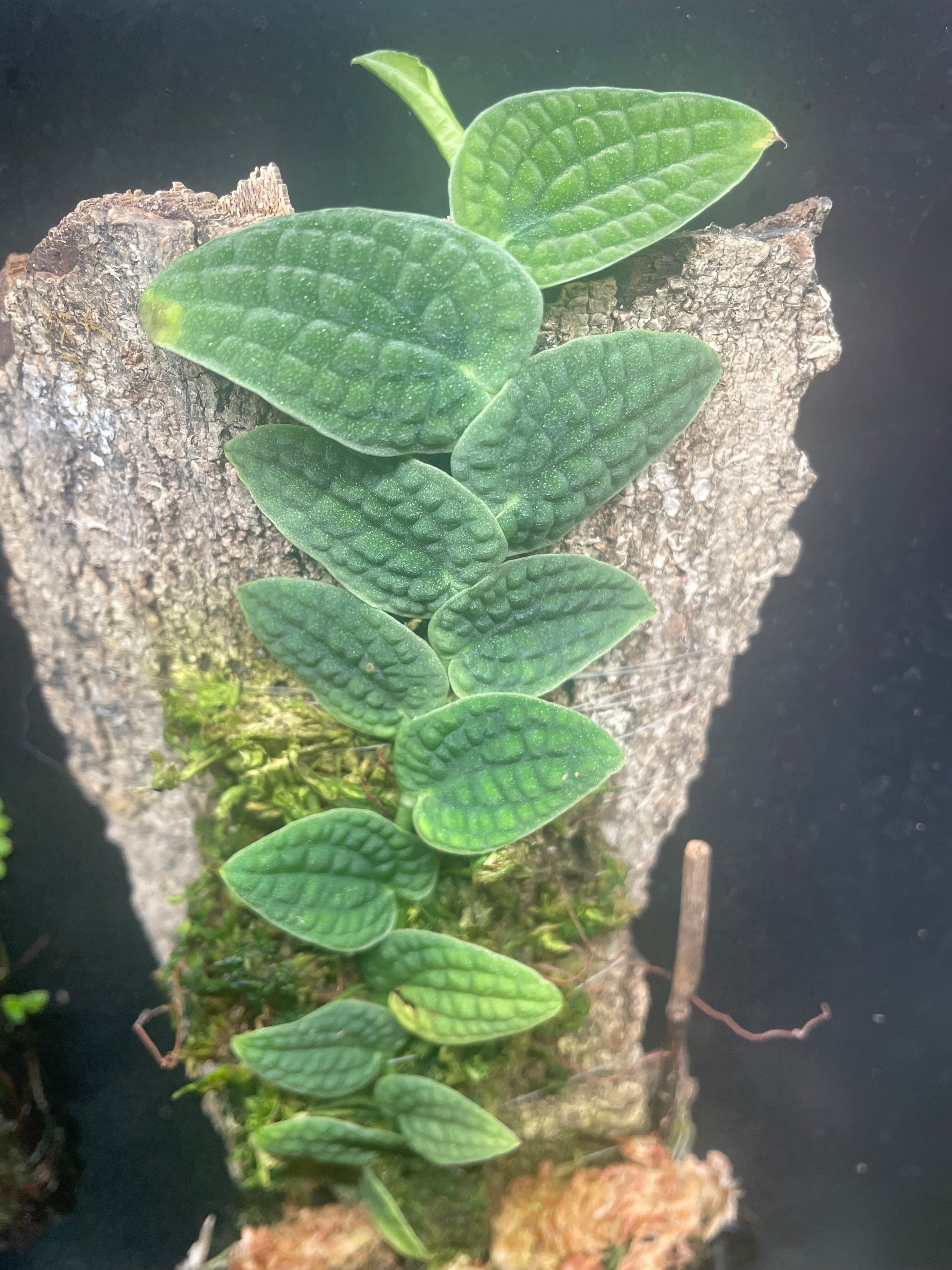 Rhaphidophora Tenuis Silver