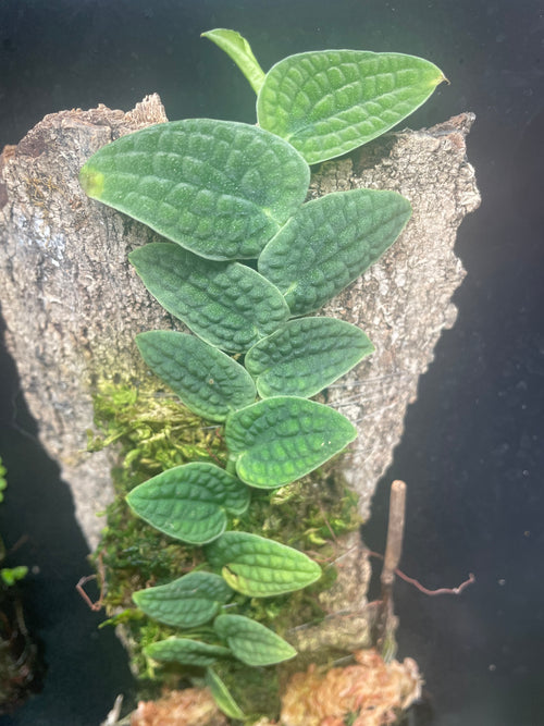 Rhaphidophora Tenuis Silver